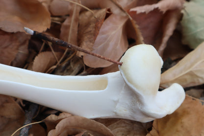 Whitetail Deer Bone Incense Burner