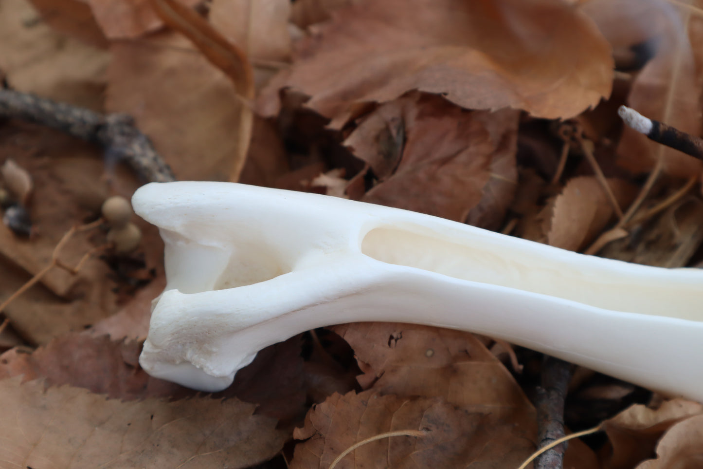 Whitetail Deer Bone Incense Burner