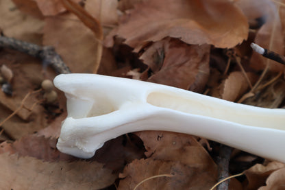 Whitetail Deer Bone Incense Burner