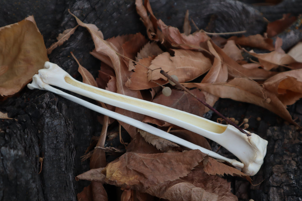 Bobcat Bone Incense Burner