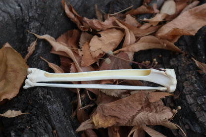 Bobcat Bone Incense Burner