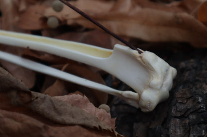 Bobcat Bone Incense Burner