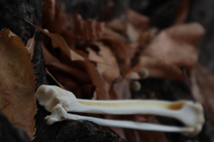 Bobcat Bone Incense Burner