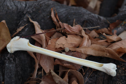 Bobcat Bone Incense Burner