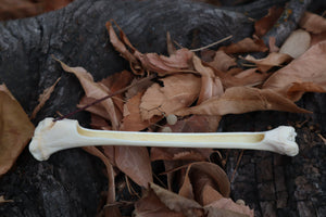 Bobcat Bone Incense Burner