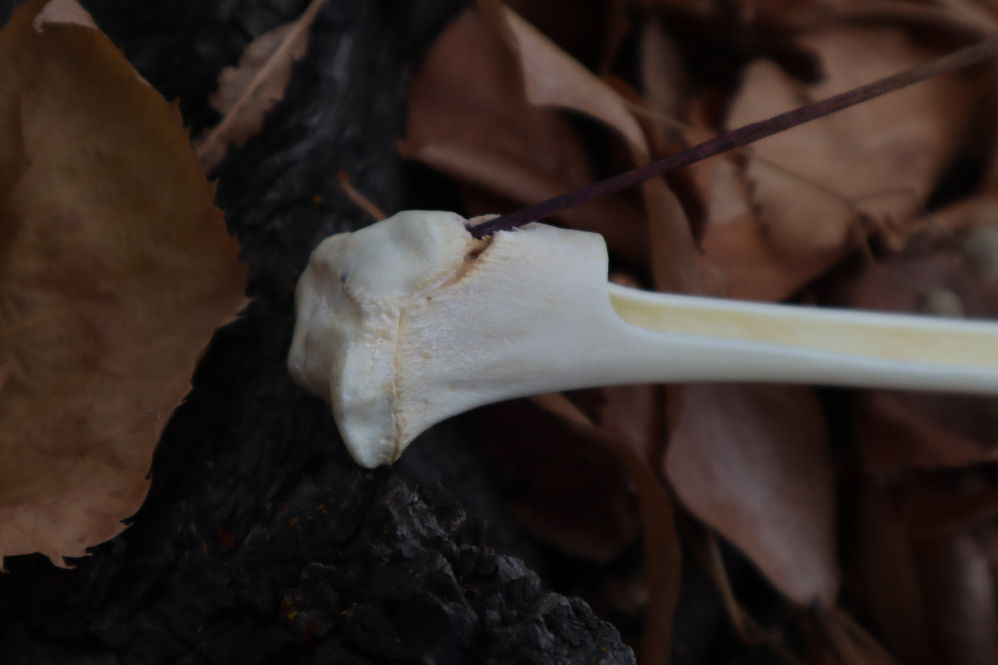 Bobcat Bone Incense Burner