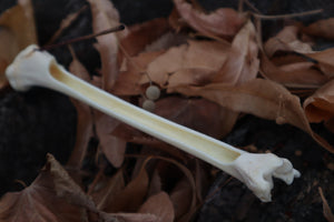 Bobcat Bone Incense Burner