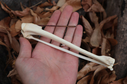 Bobcat Bone Incense Burner