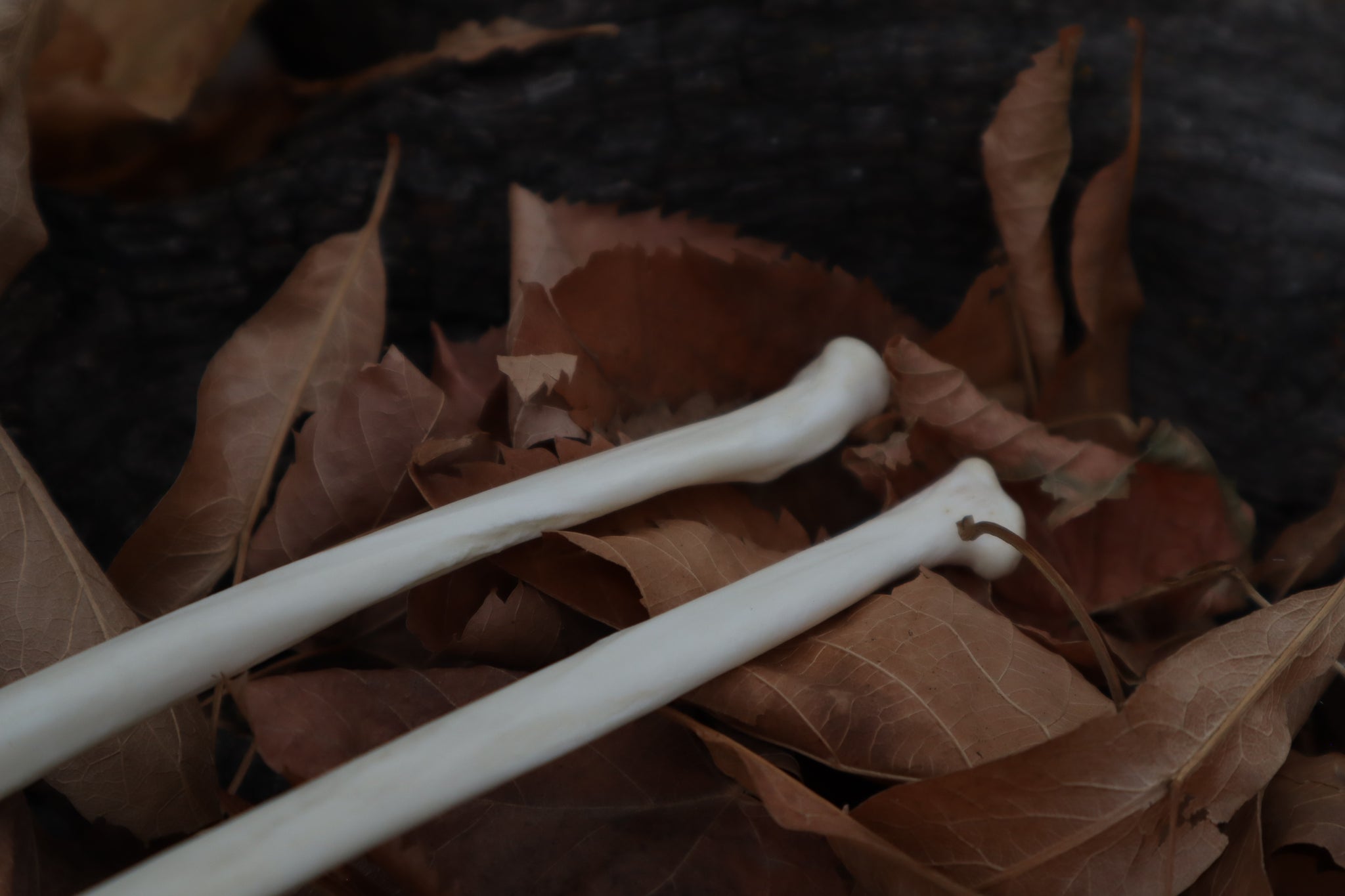 Bobcat Bone Calligraphy Pen