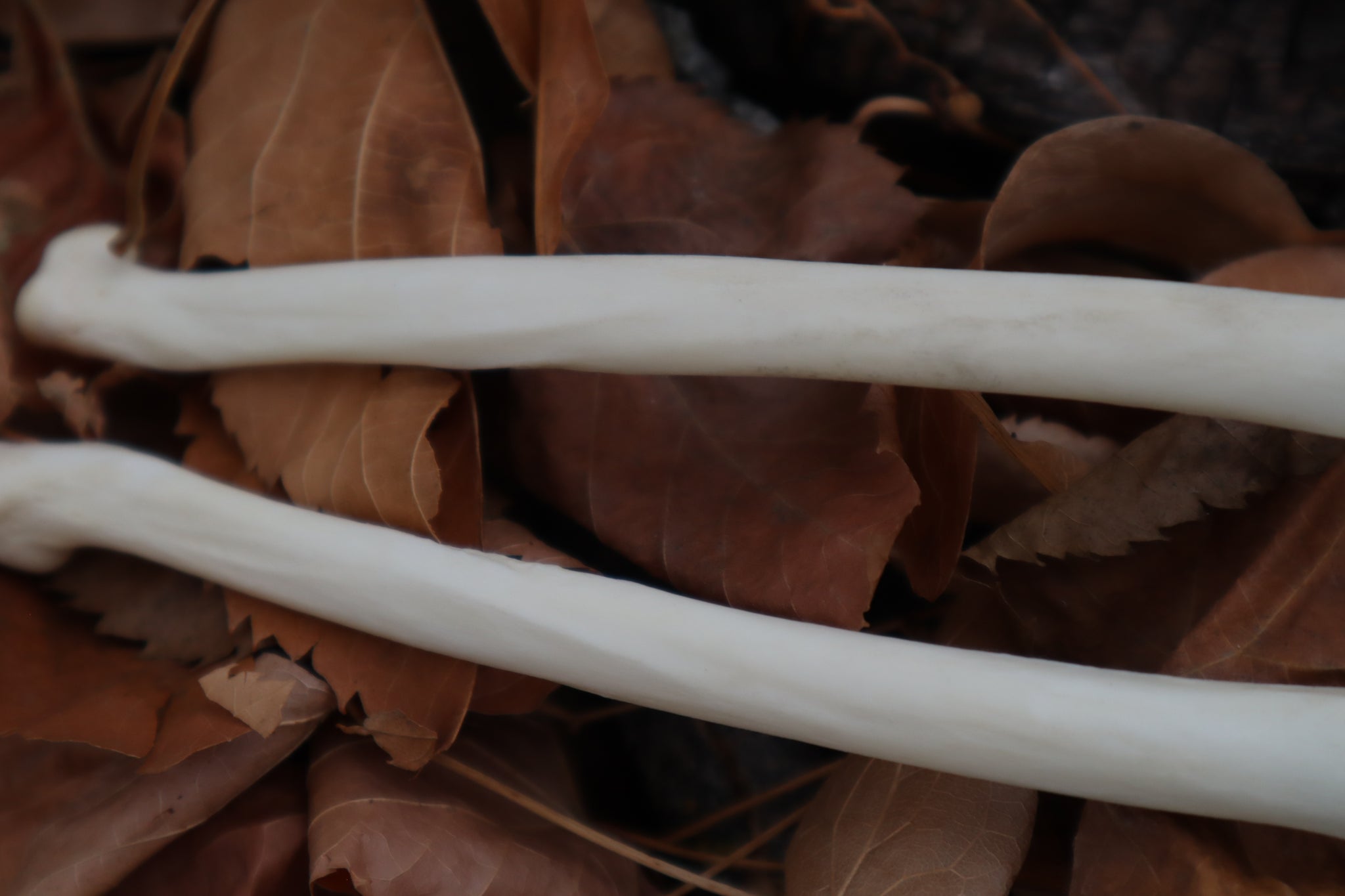 Bobcat Bone Calligraphy Pen