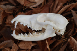 Red Fox Skull