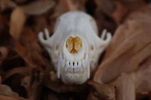 Red Fox Skull