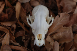 Red Fox Skull