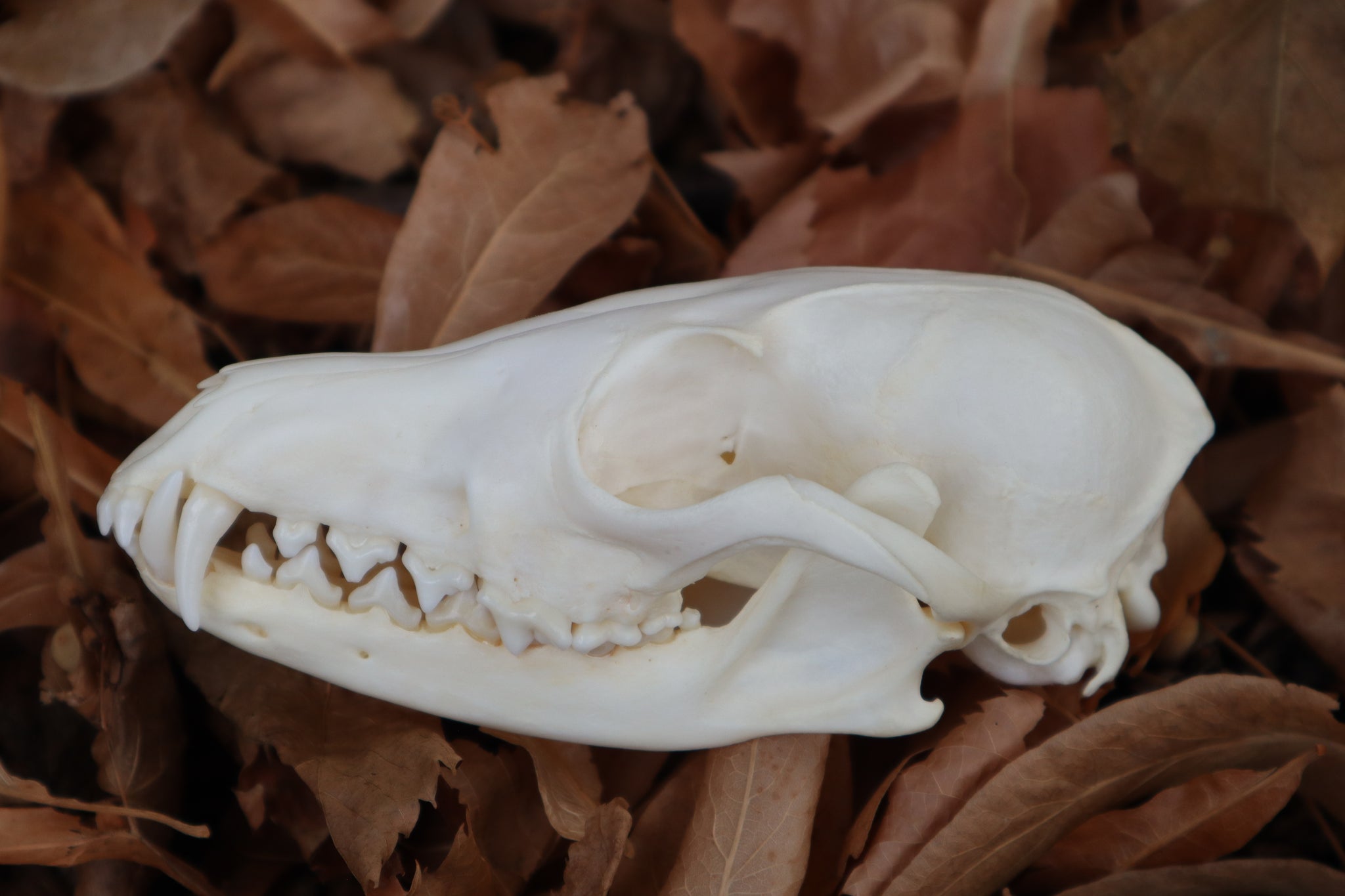 Red Fox Skull