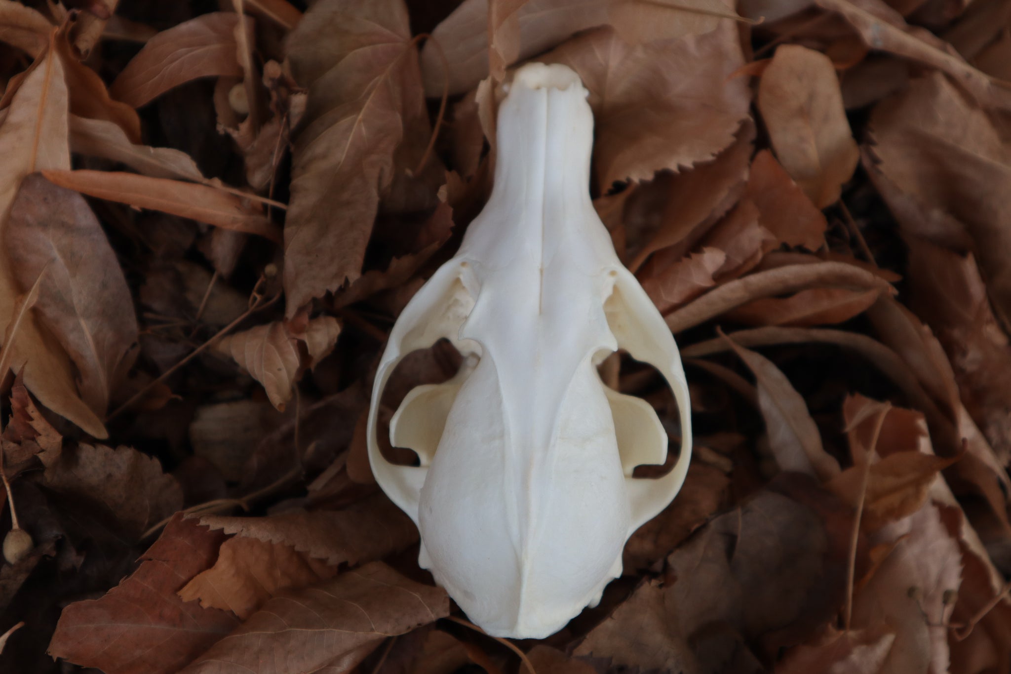 Red Fox Skull