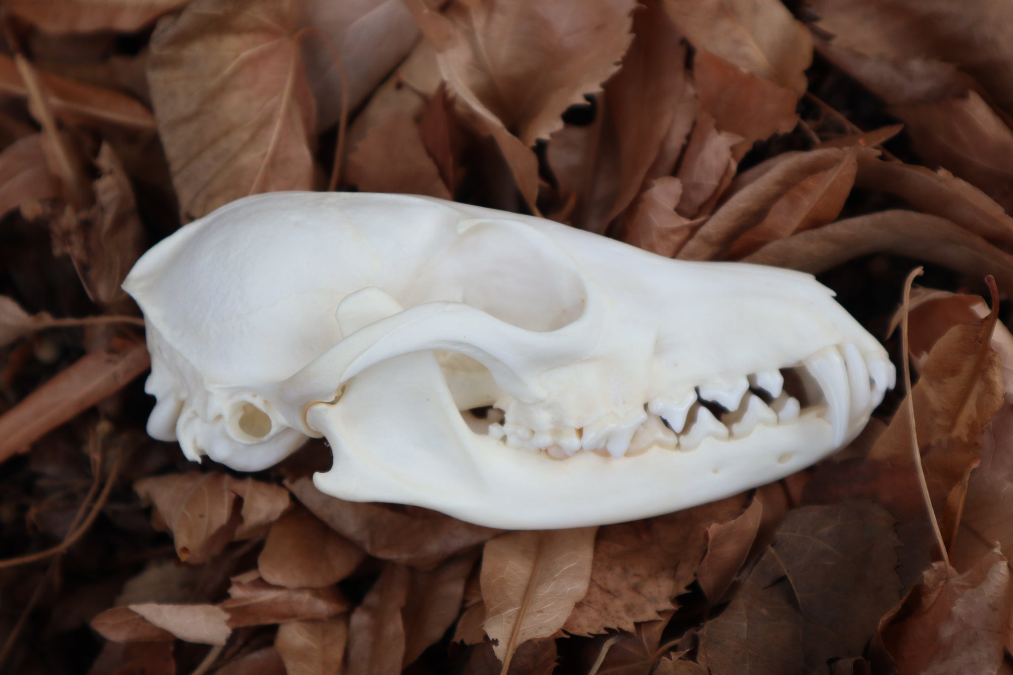 Red Fox Skull