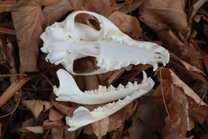 Red Fox Skull