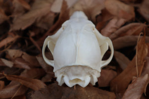 Red Fox Skull