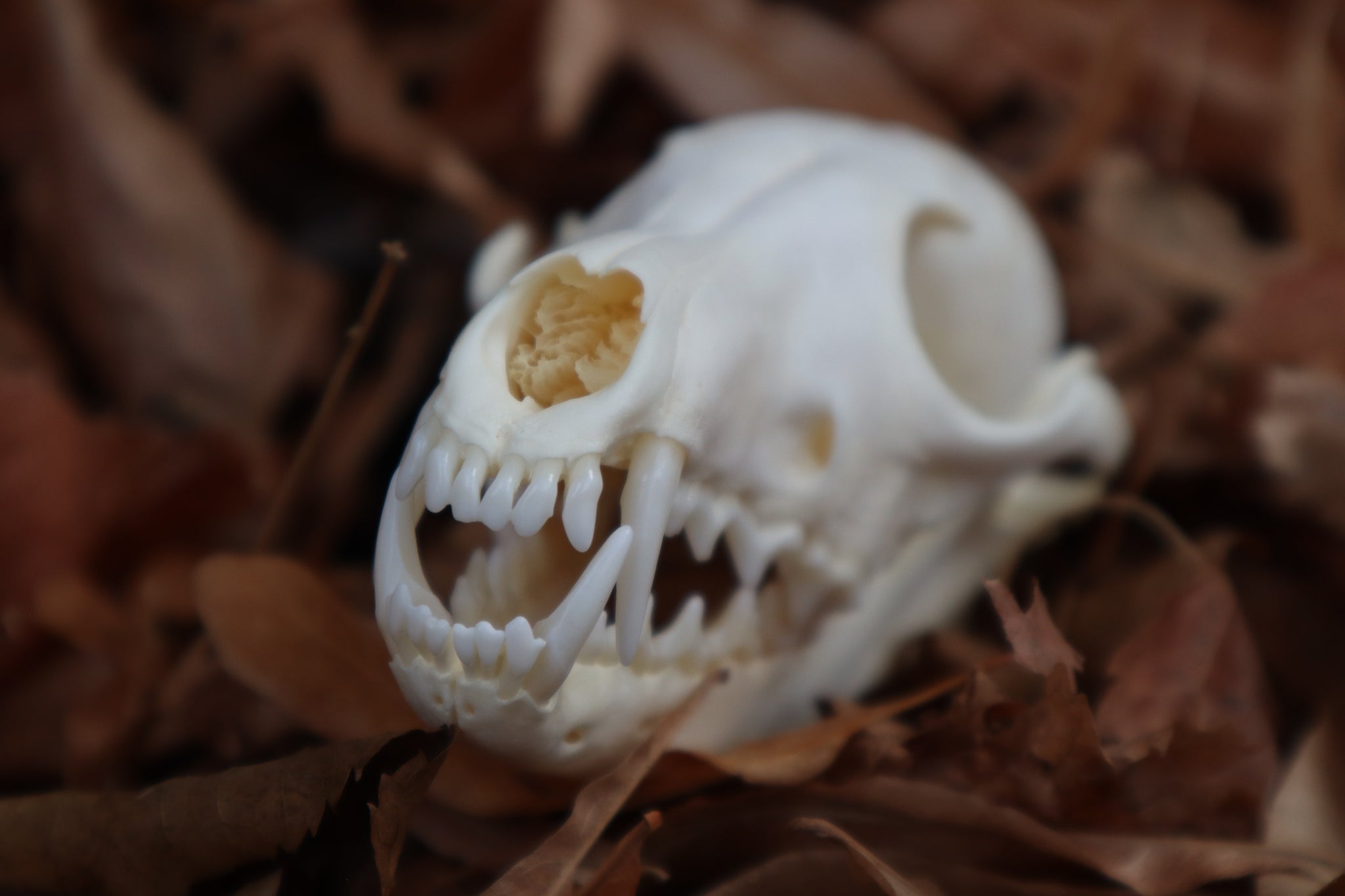 Red Fox Skull