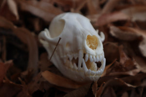 Red Fox Skull