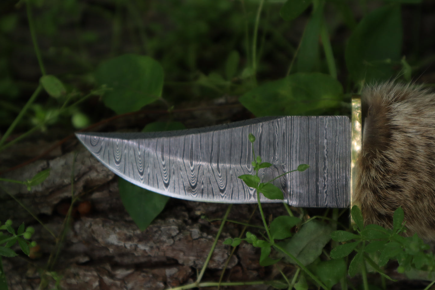Damascus Bobcat Paw Knife