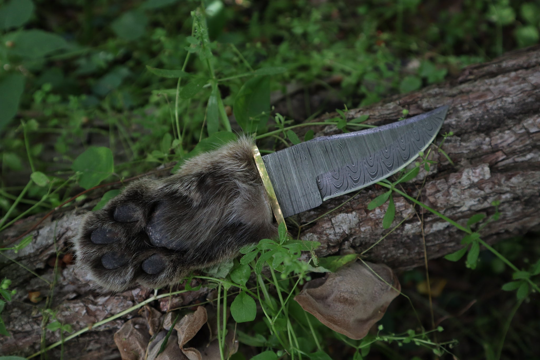 Damascus Bobcat Paw Knife