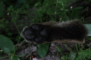 Bobcat Paw Knife with Leather Sheath