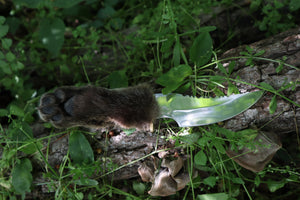 Bobcat Paw Knife with Leather Sheath