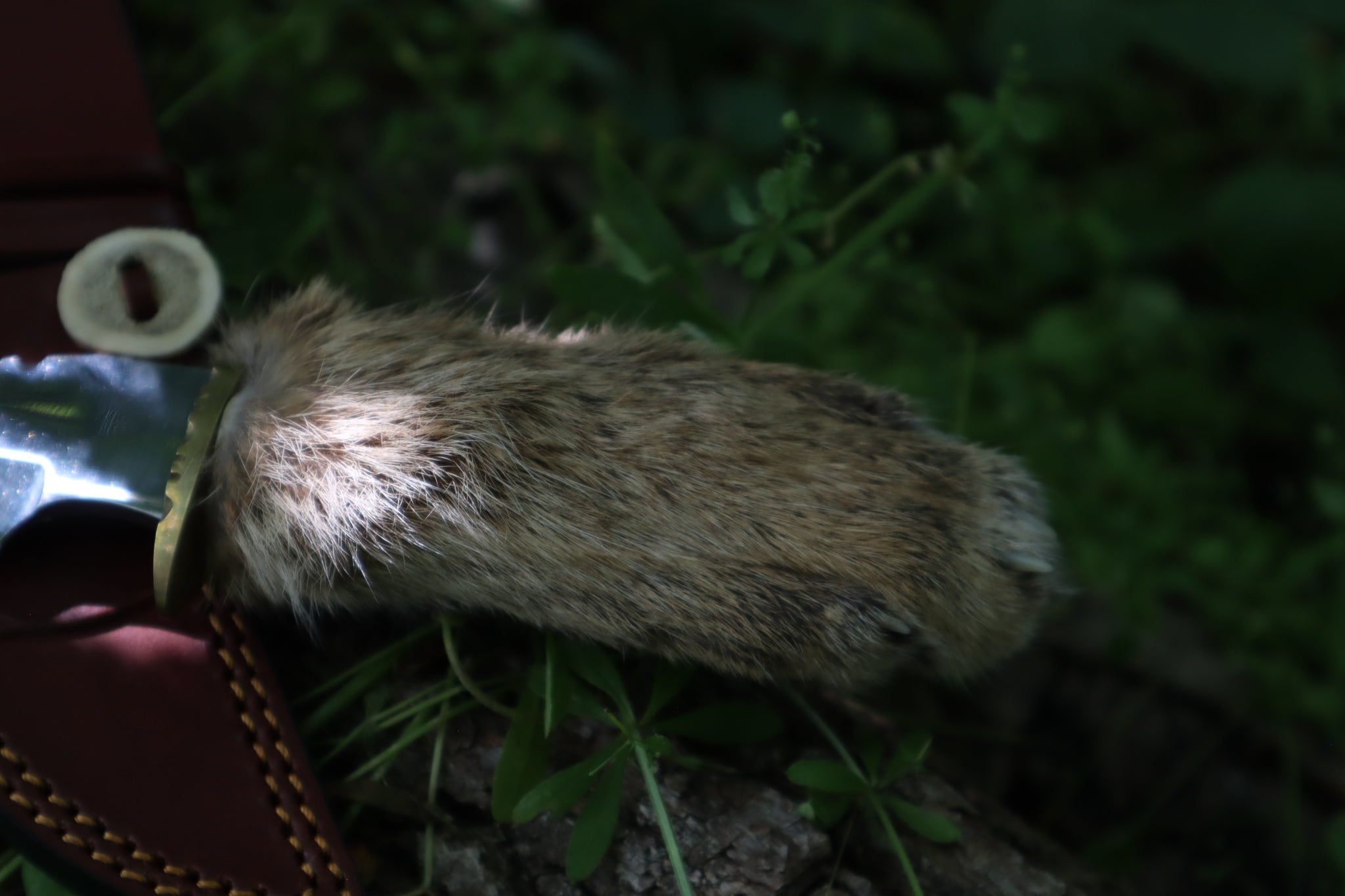 Bobcat Paw Knife with Leather Sheath