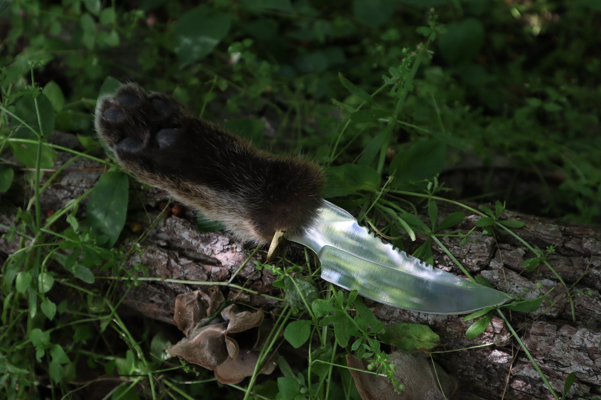 Bobcat Paw Knife with Leather Sheath