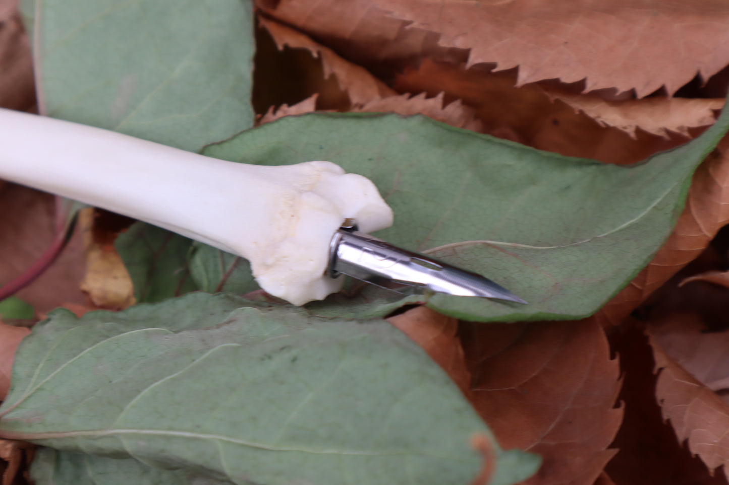 Bobcat Bone Calligraphy Pen
