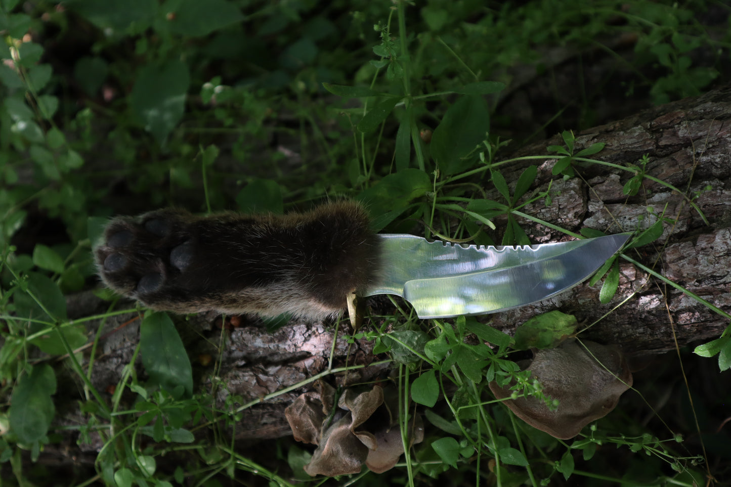 Bobcat Paw Knife with Leather Sheath