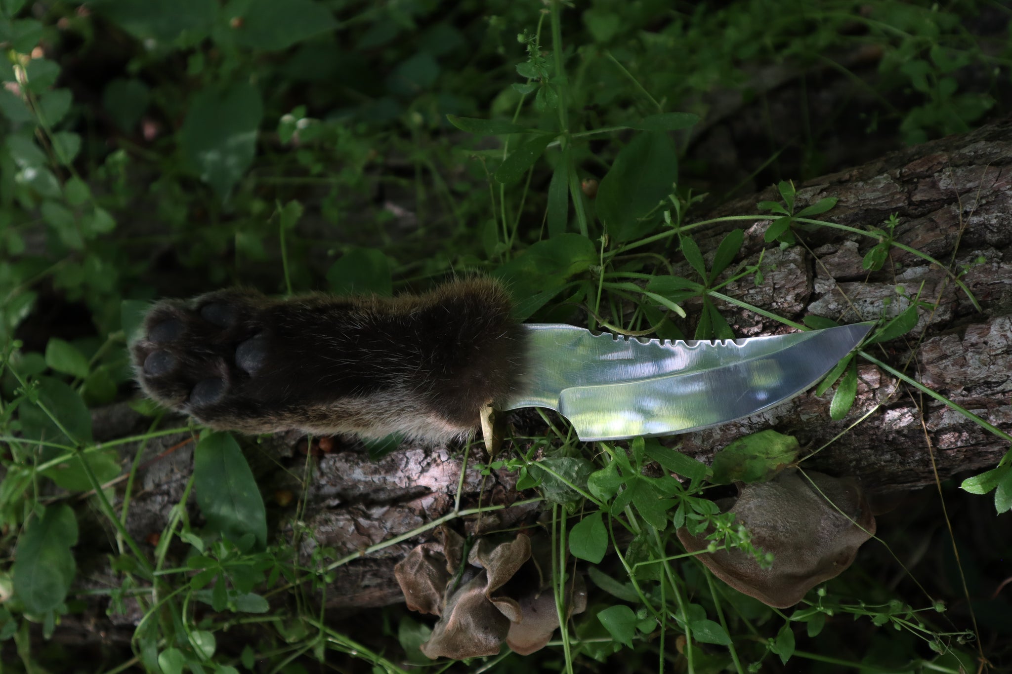 Bobcat Paw Knife with Leather Sheath