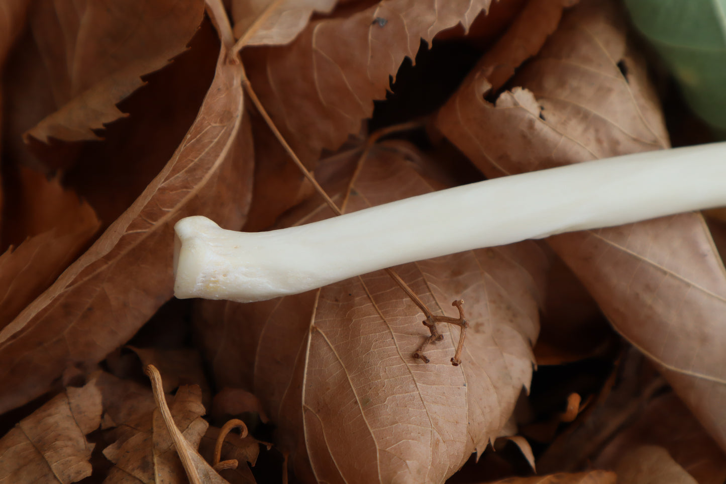 Bobcat Bone Calligraphy Pen