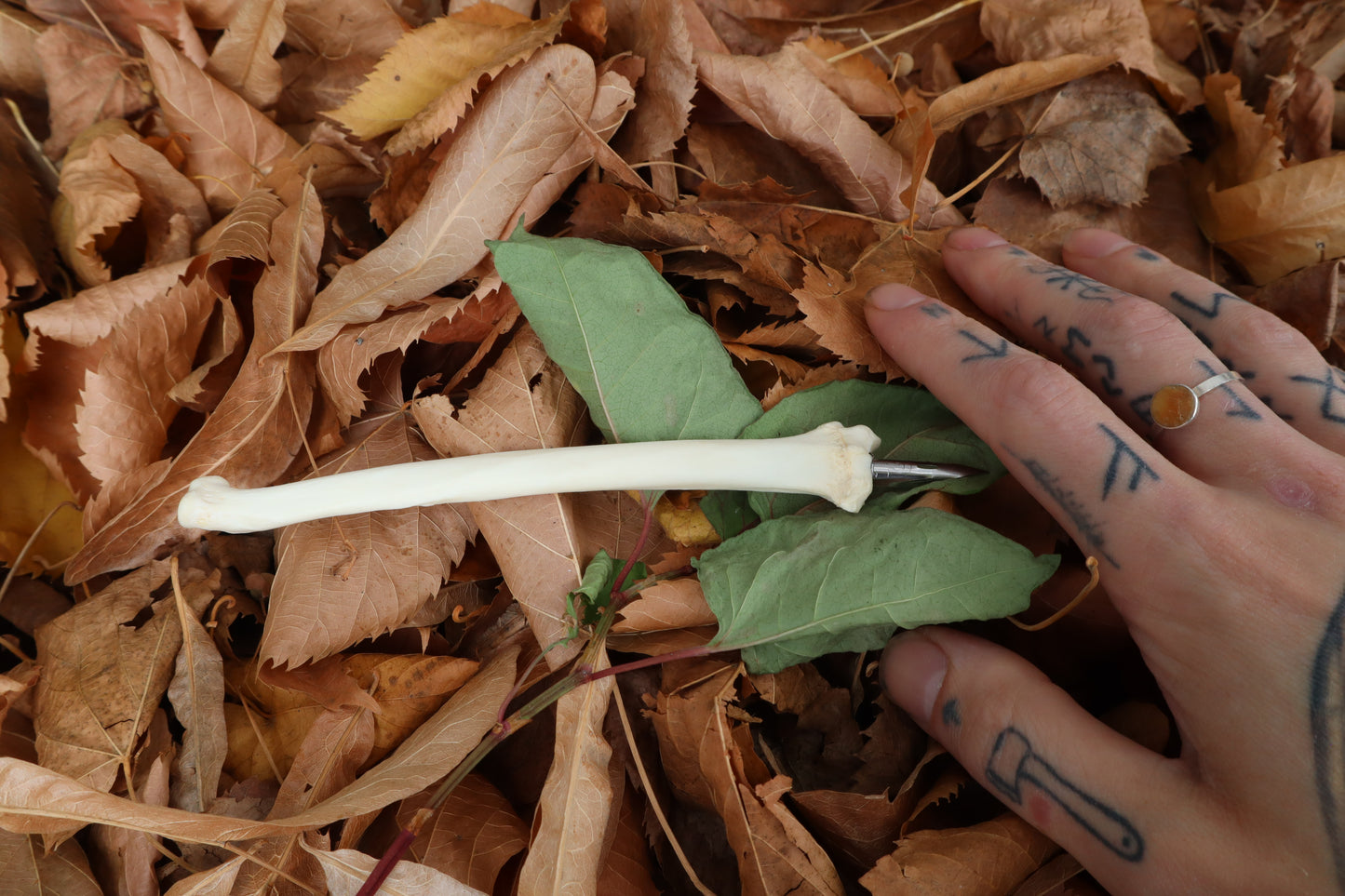 Bobcat Bone Calligraphy Pen