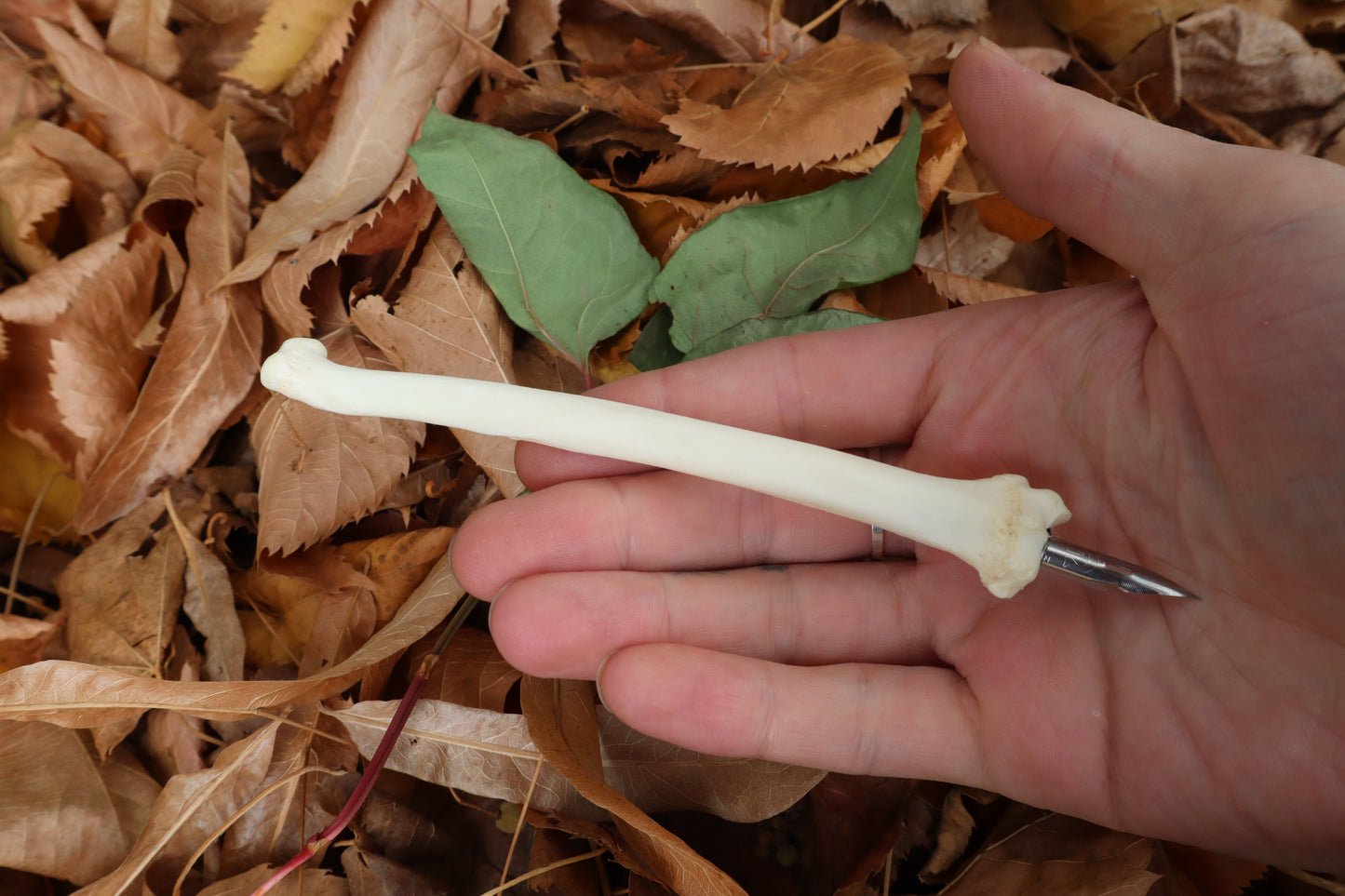 Bobcat Bone Calligraphy Pen