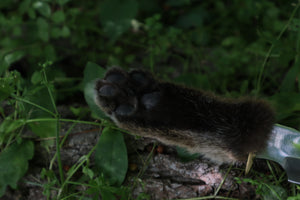 Bobcat Paw Knife with Leather Sheath