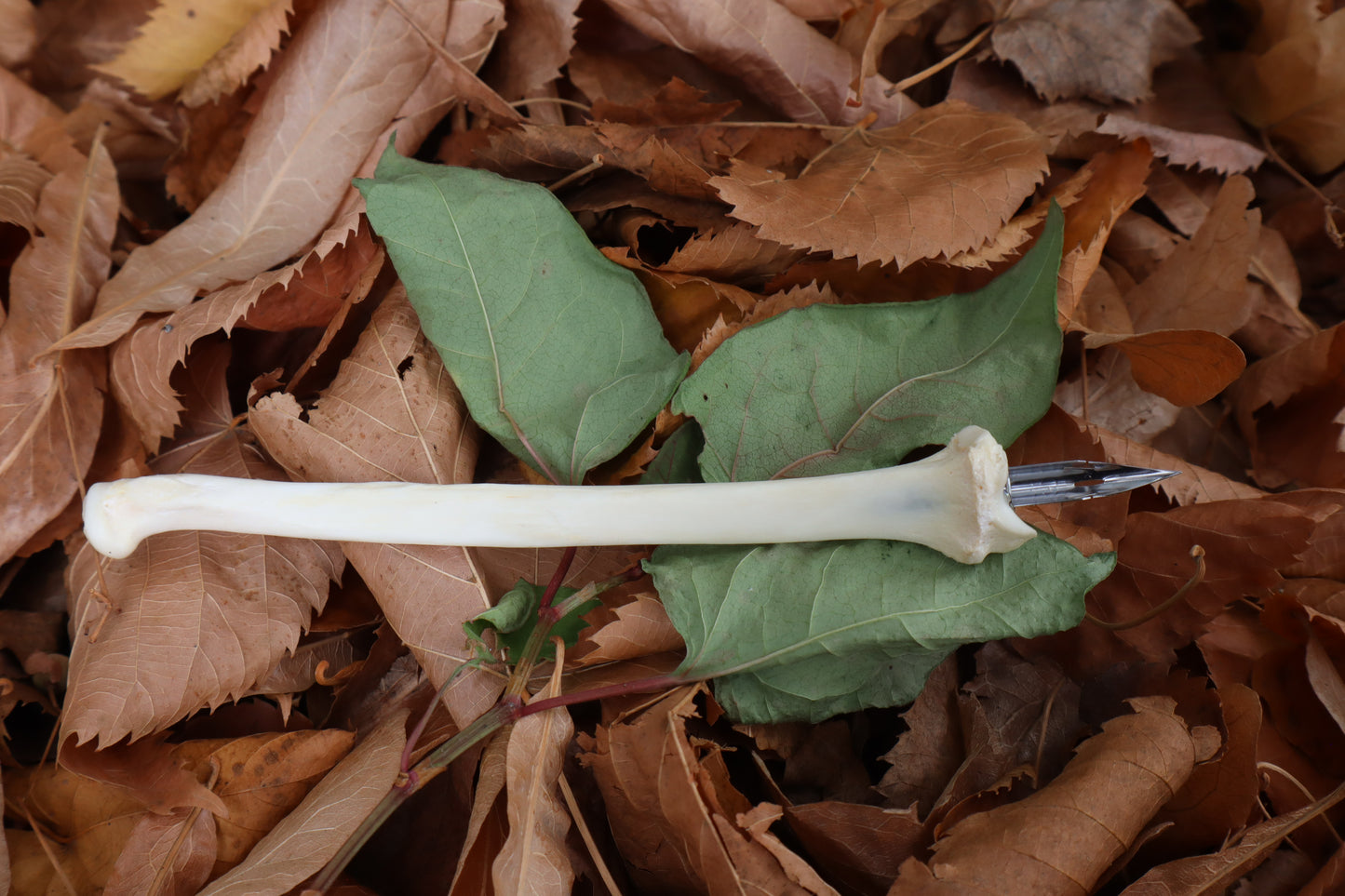 Bobcat Bone Calligraphy Pen
