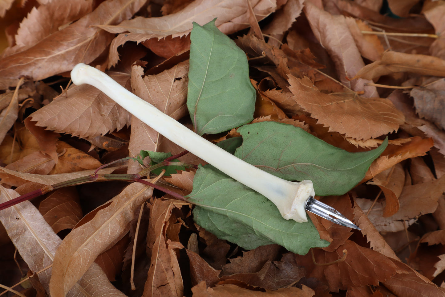 Bobcat Bone Calligraphy Pen