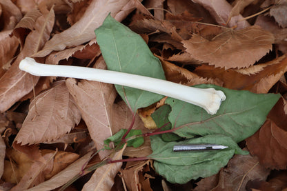 Bobcat Bone Calligraphy Pen