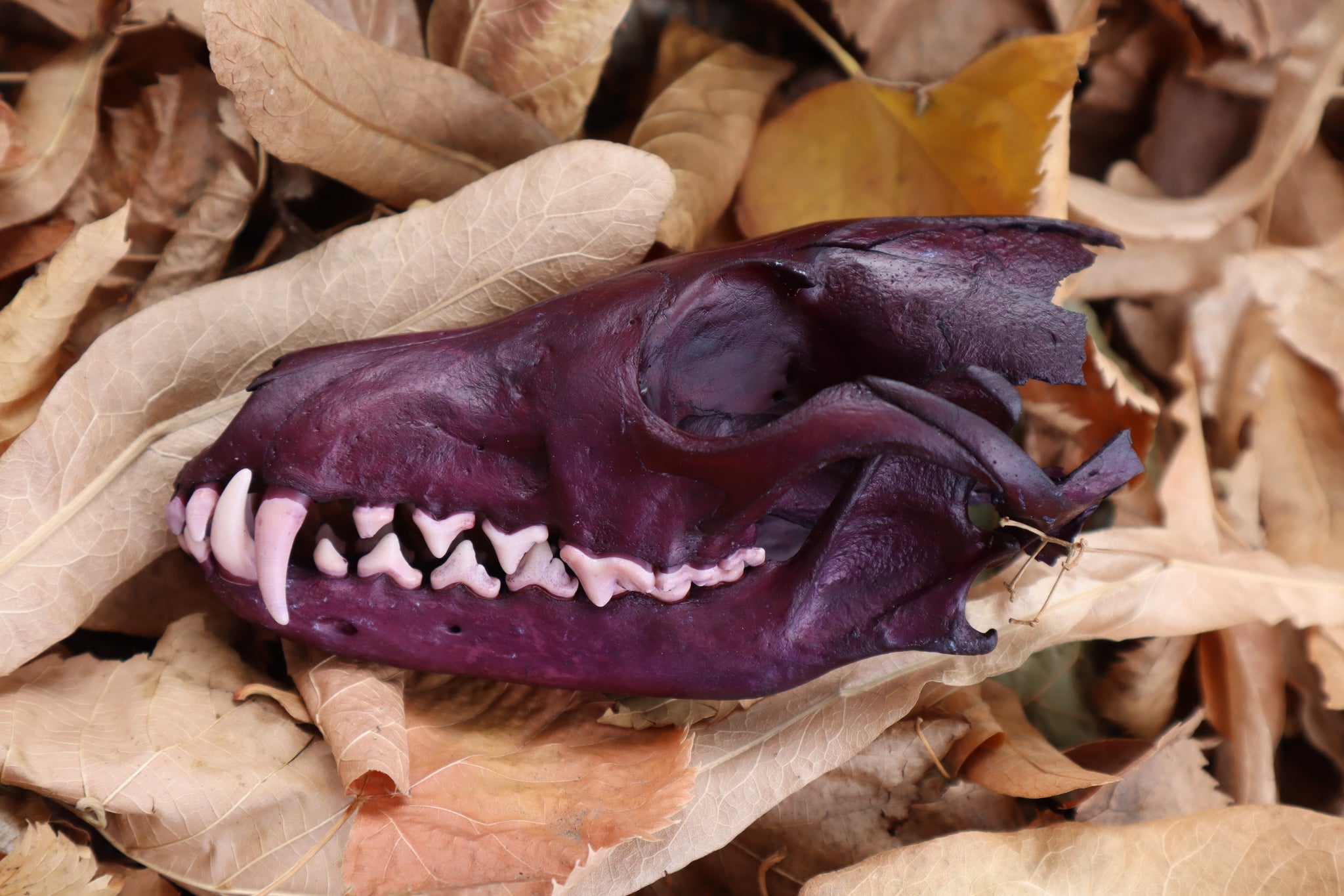 Etheric Violet Red Fox Skull