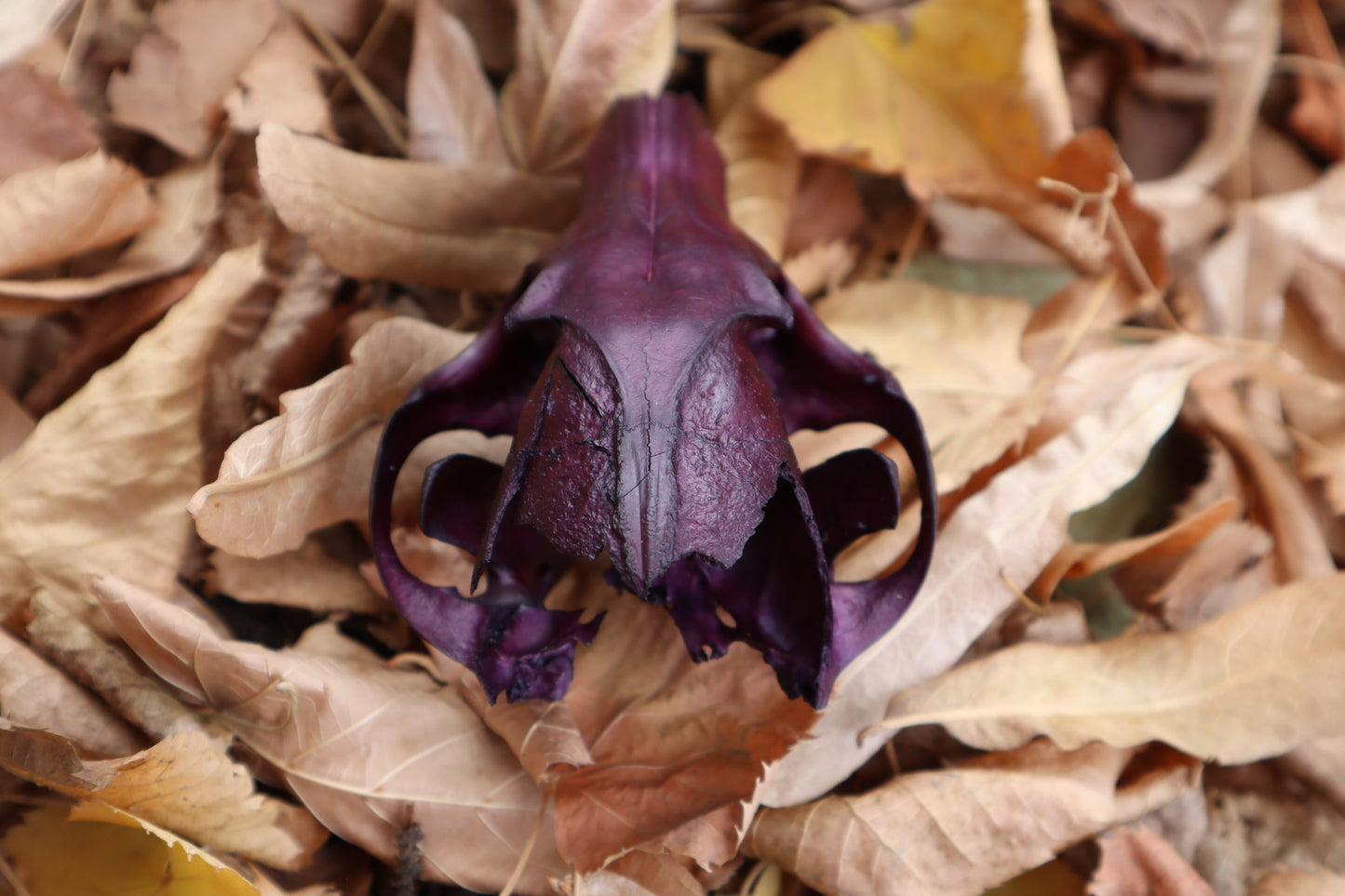 Etheric Violet Red Fox Skull