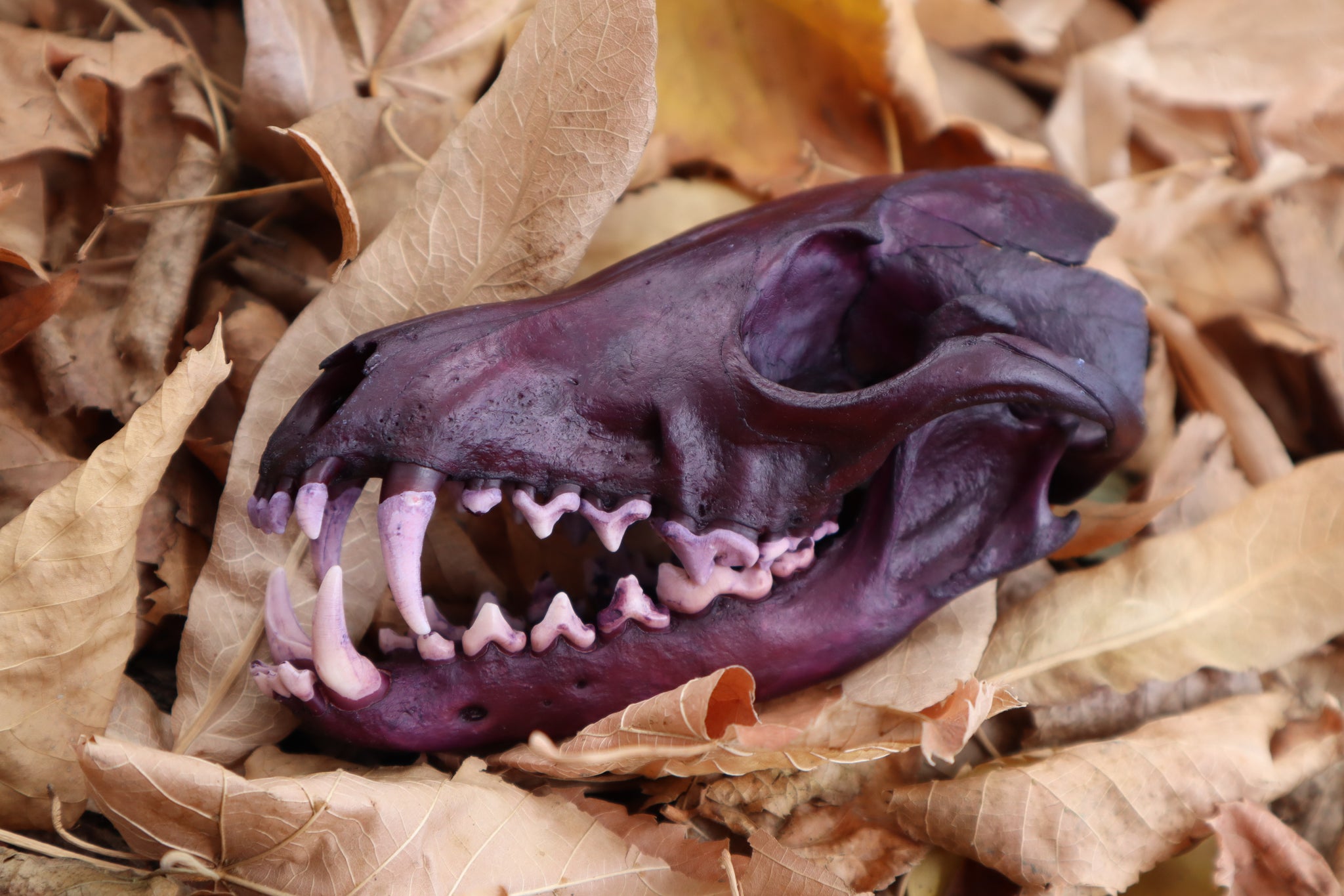 Etheric Violet Red Fox Skull