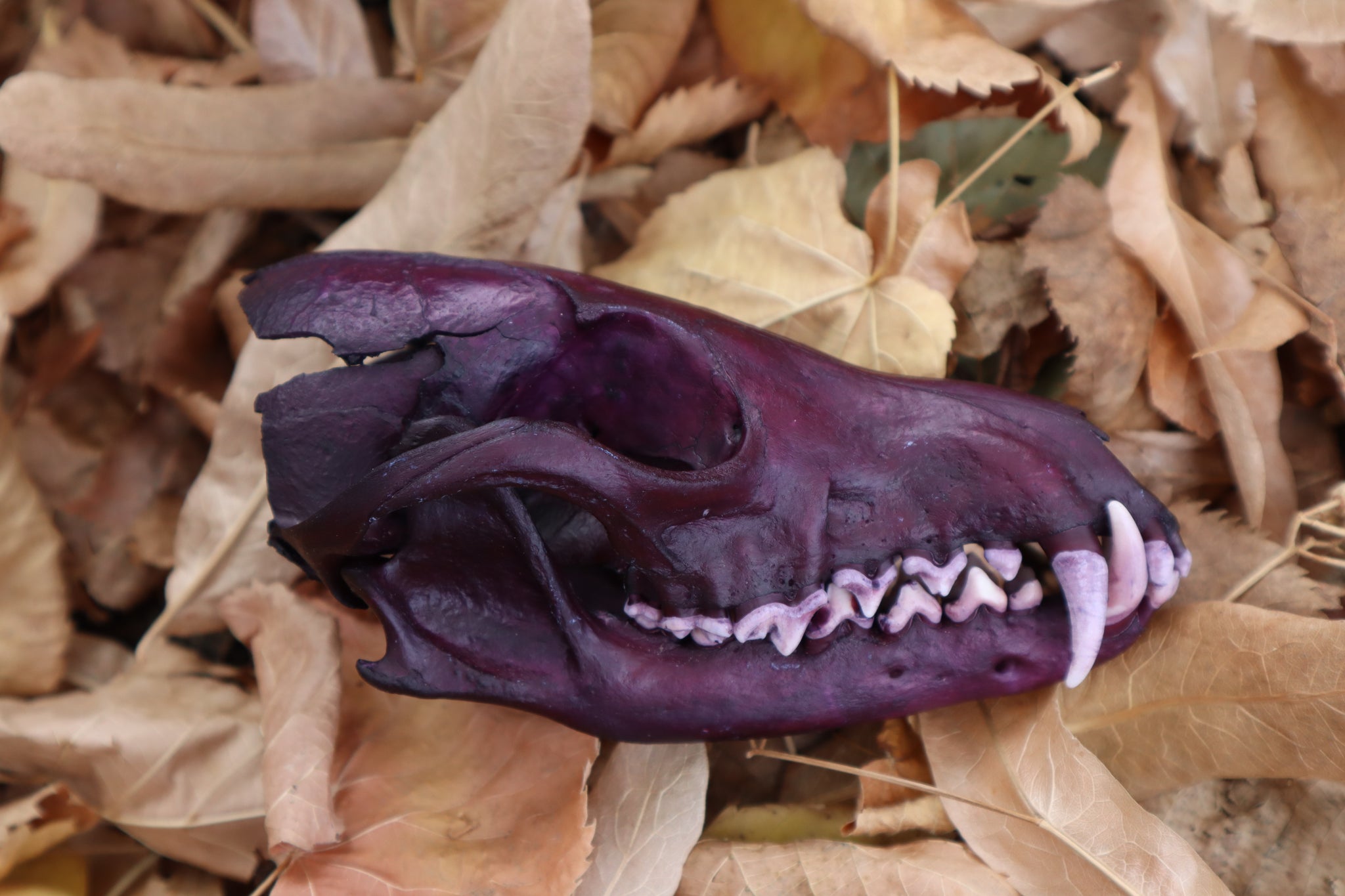 Etheric Violet Red Fox Skull