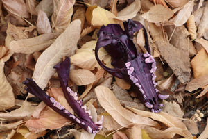 Etheric Violet Red Fox Skull