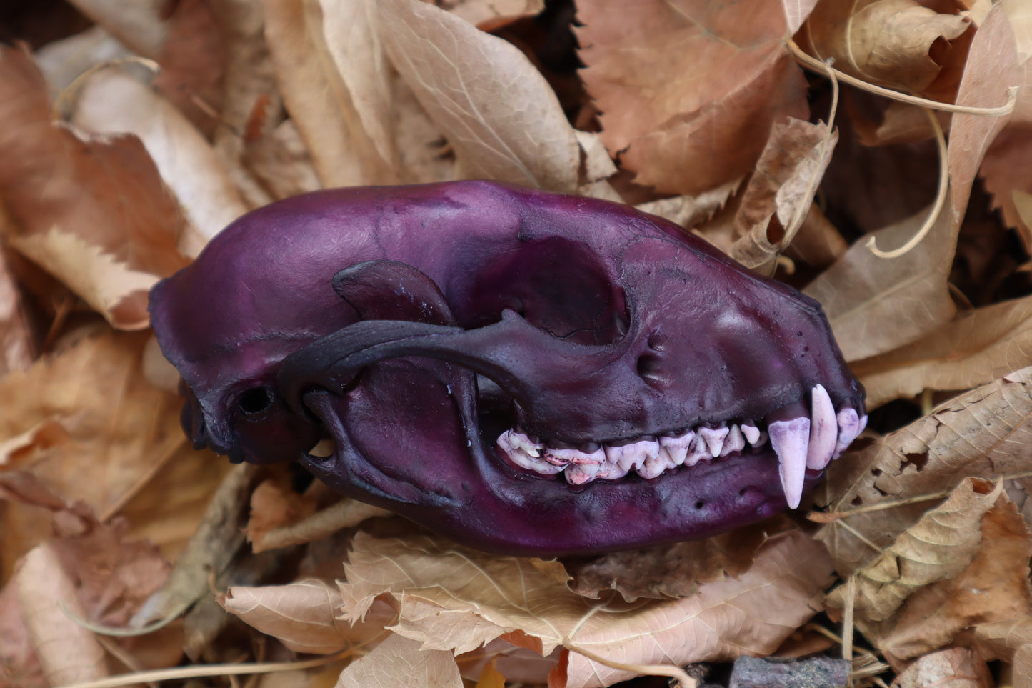 Etheric Violet Raccoon Skull