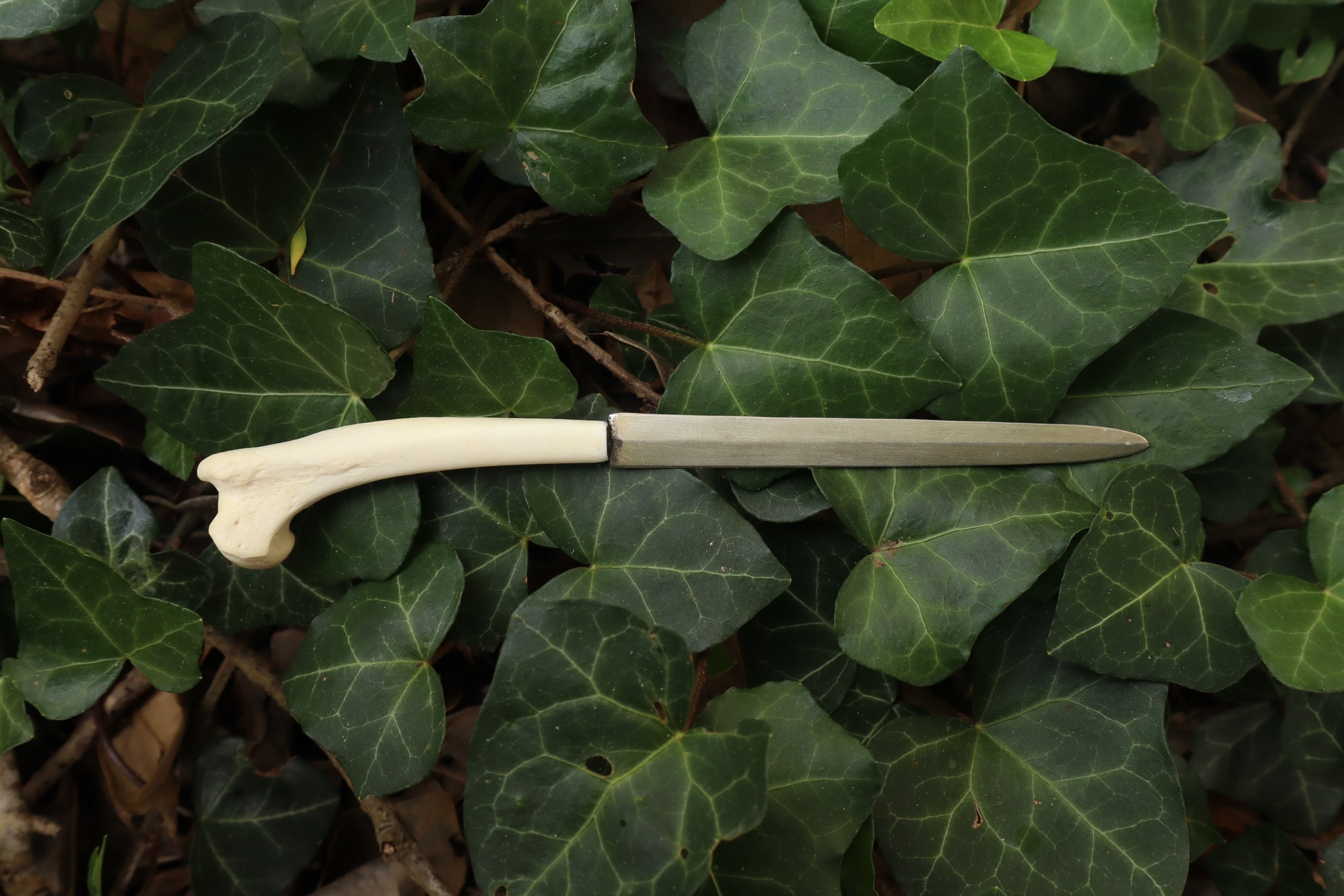 Red Fox Humerus Letter Opener