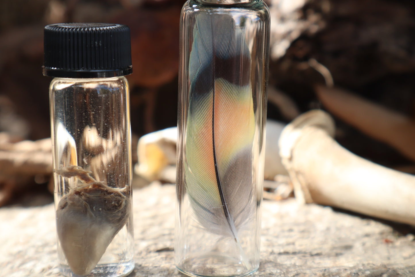 Lovebird Heart Wet Specimen and Feather