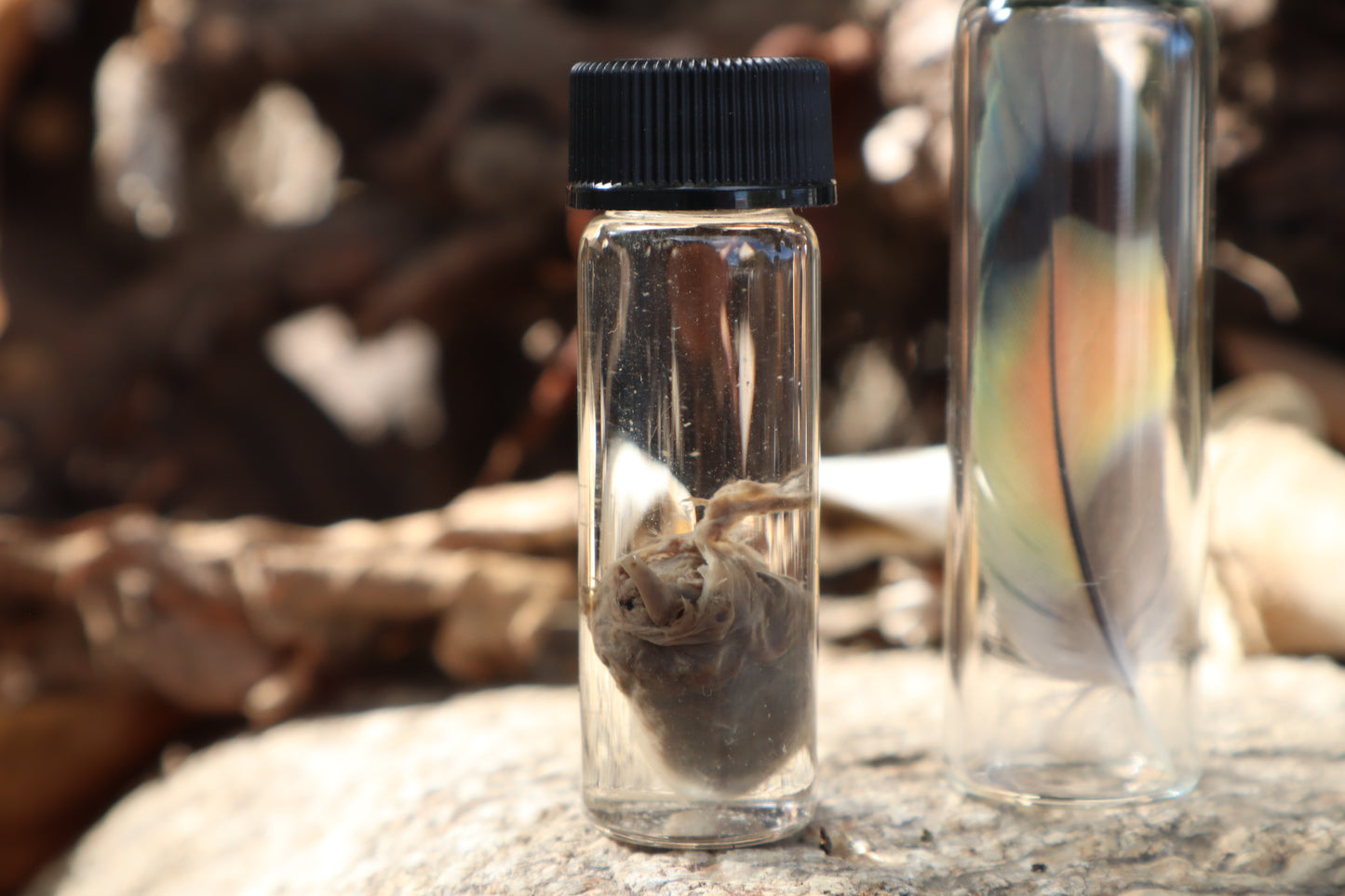 Lovebird Heart Wet Specimen and Feather