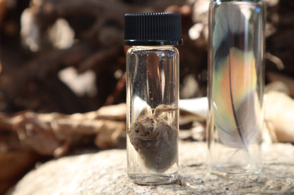Lovebird Heart Wet Specimen and Feather